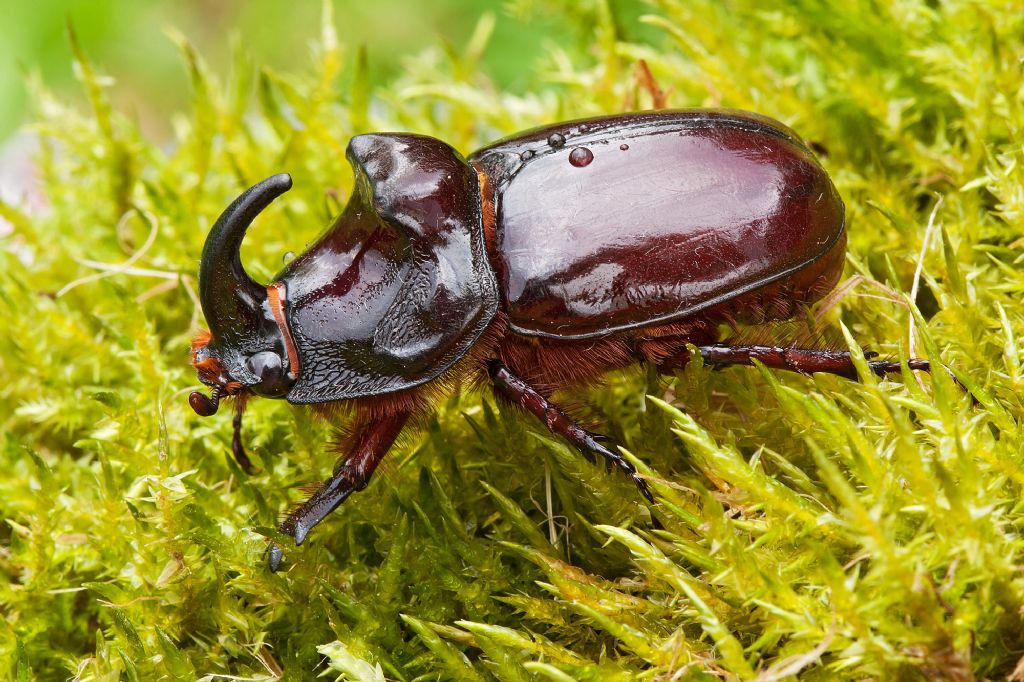 Oryctes nasicornis